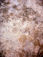 bg2