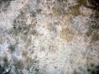bg3
