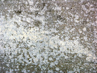 bg7